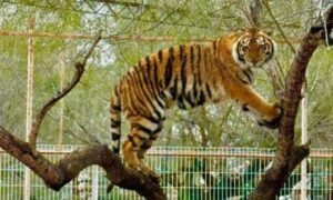 Tigre se escapa de zoológico Reynosa