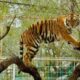 Tigre se escapa de zoológico Reynosa